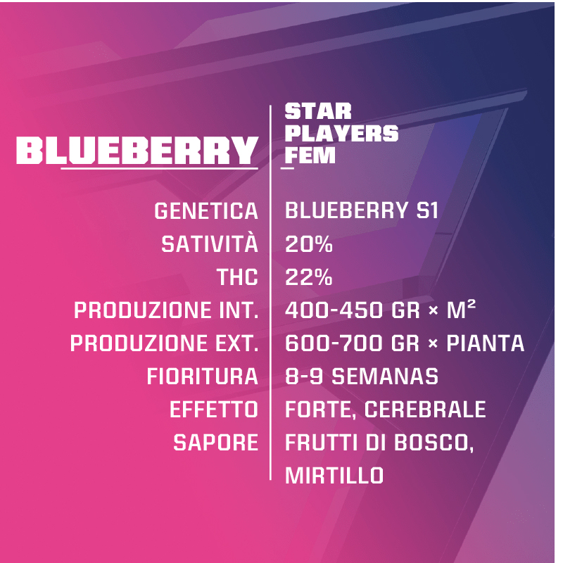 BLUEBERRY FEM (STAR PLAYERS) – BSF Seeds - immagine 3