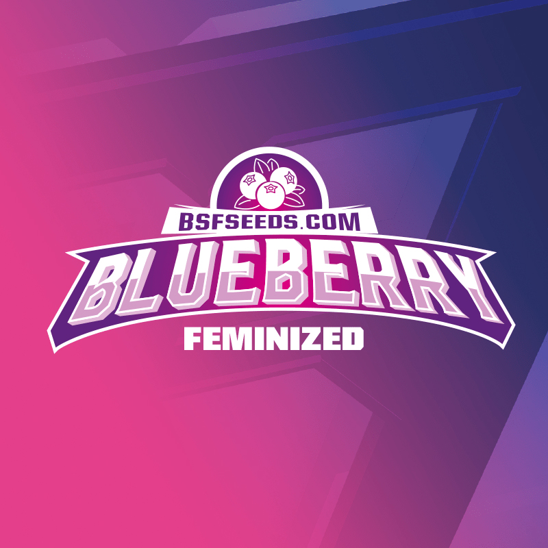BLUEBERRY FEM (STAR PLAYERS) – BSF Seeds - immagine 4