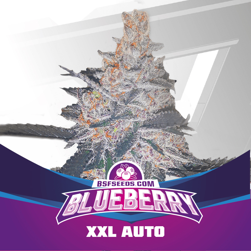 BLUEBERRY XXL AUTO (STAR PLAYERS) – BSF Seeds - immagine 2