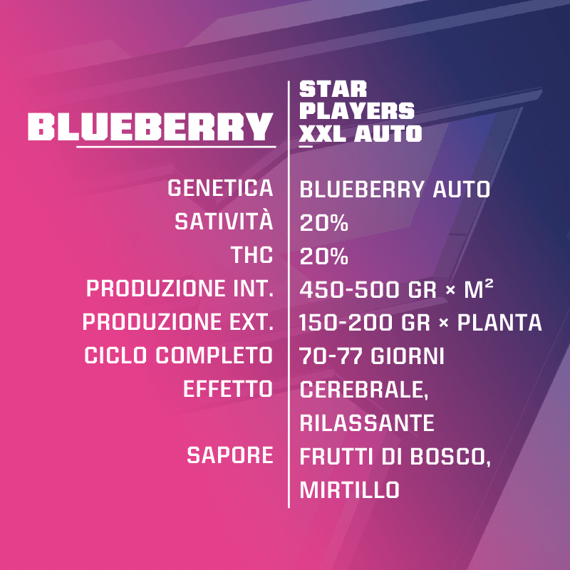 BLUEBERRY XXL AUTO (STAR PLAYERS) – BSF Seeds - immagine 3