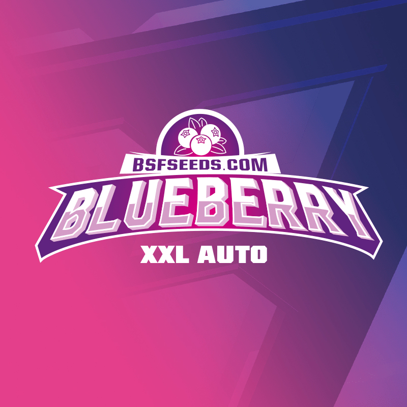BLUEBERRY XXL AUTO (STAR PLAYERS) – BSF Seeds - immagine 4