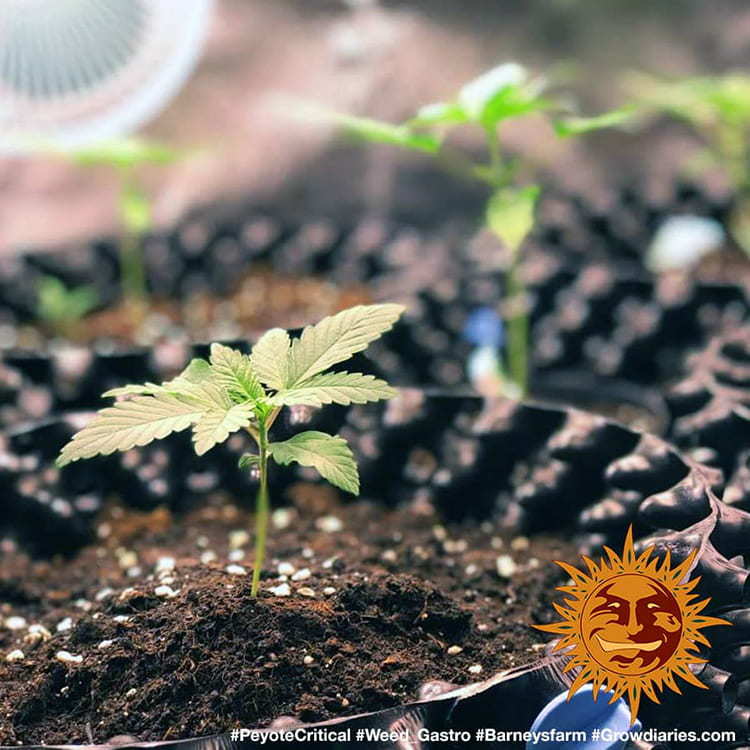 PEYOTE CRITICAL FEM – Barney’s Farm - immagine 5