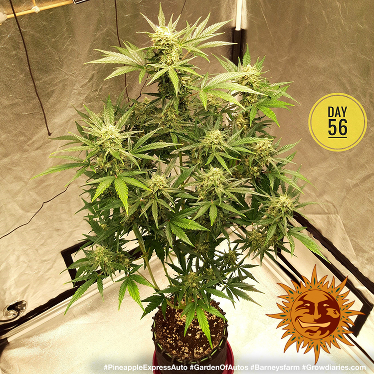 PINEAPPLE EXPRESS AUTO – Barney’s Farm - immagine 7