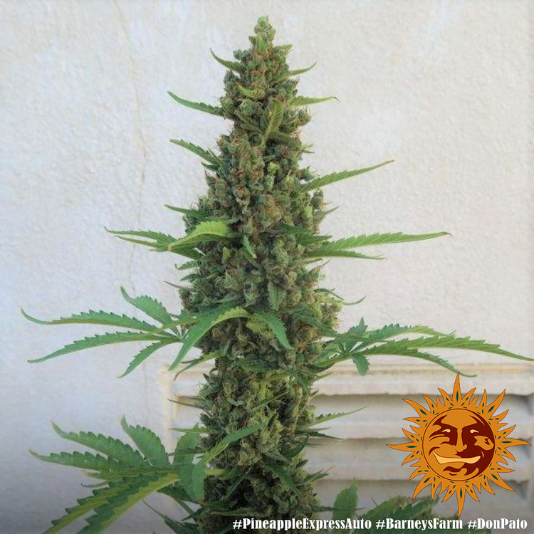 PINEAPPLE EXPRESS AUTO – Barney’s Farm - immagine 9