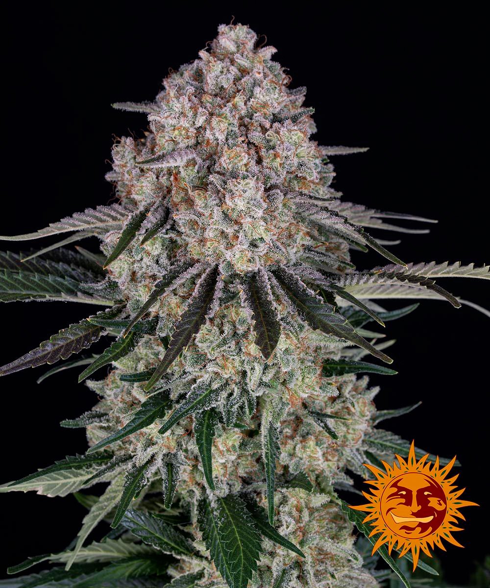 SOUR DIESEL AUTO – Barney’s Farm - immagine 2