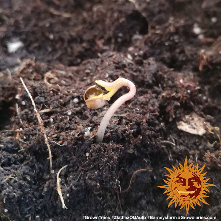 ZKITTLEZ OG AUTO – Barney’s Farm - immagine 3