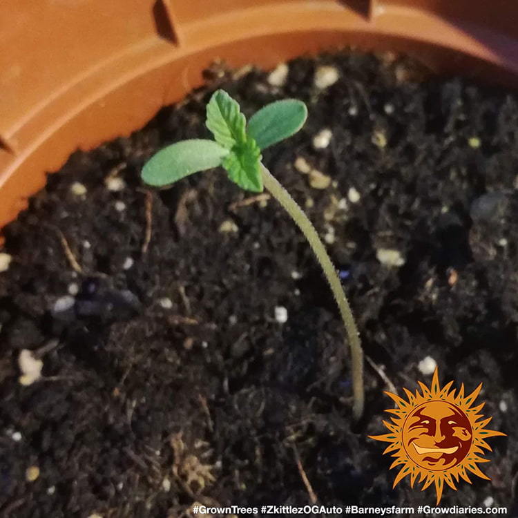 ZKITTLEZ OG AUTO – Barney’s Farm - immagine 4