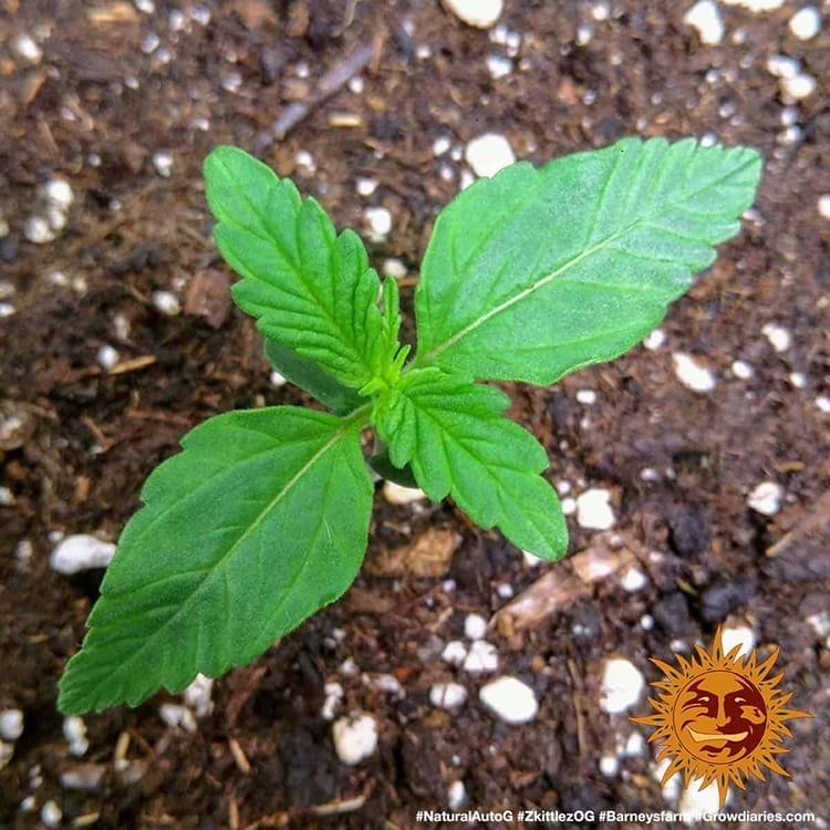 ZKITTLEZ OG AUTO – Barney’s Farm - immagine 5