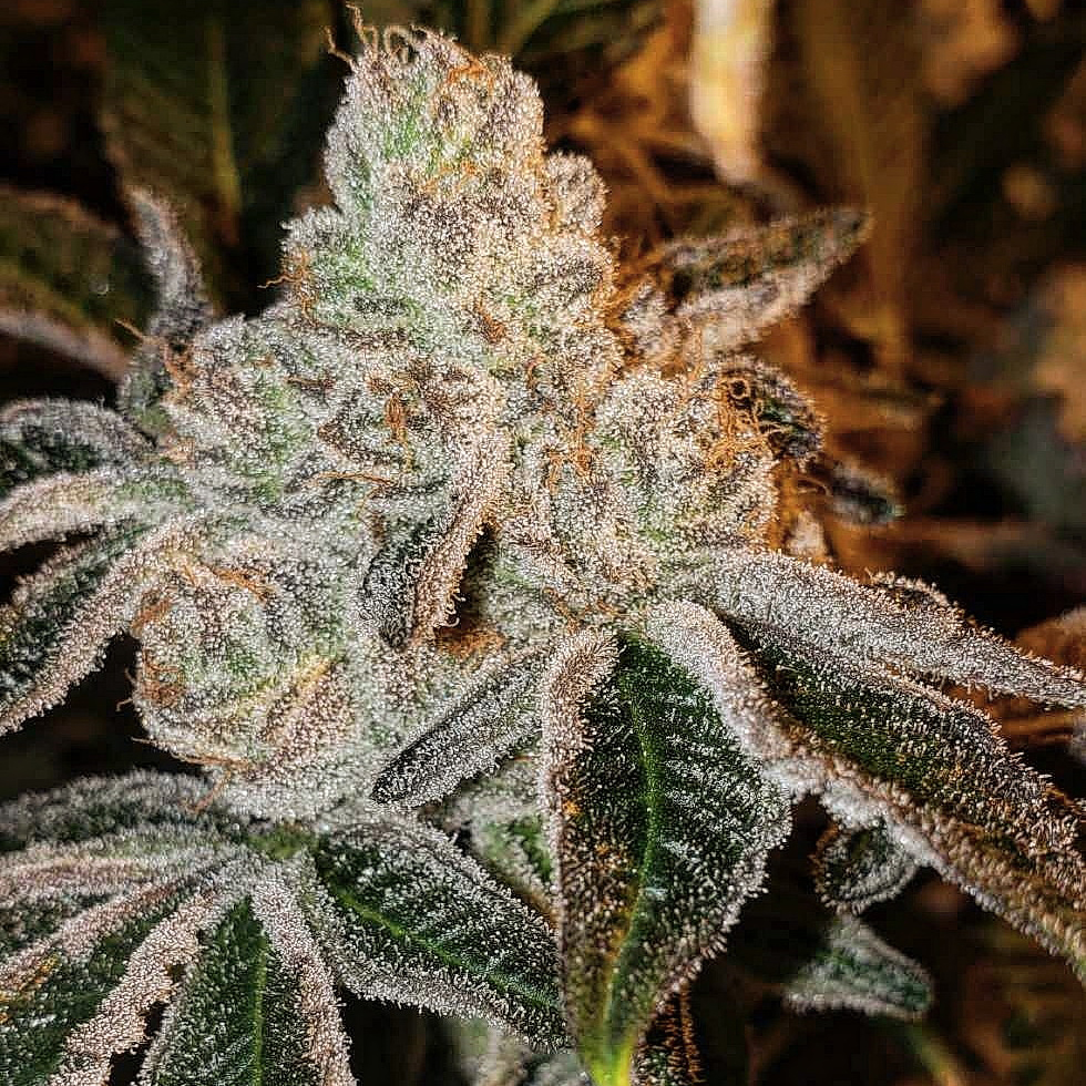 JOHNNY DANG R1 (FEM / 5 SEMI) – Ethos Genetics - immagine 2