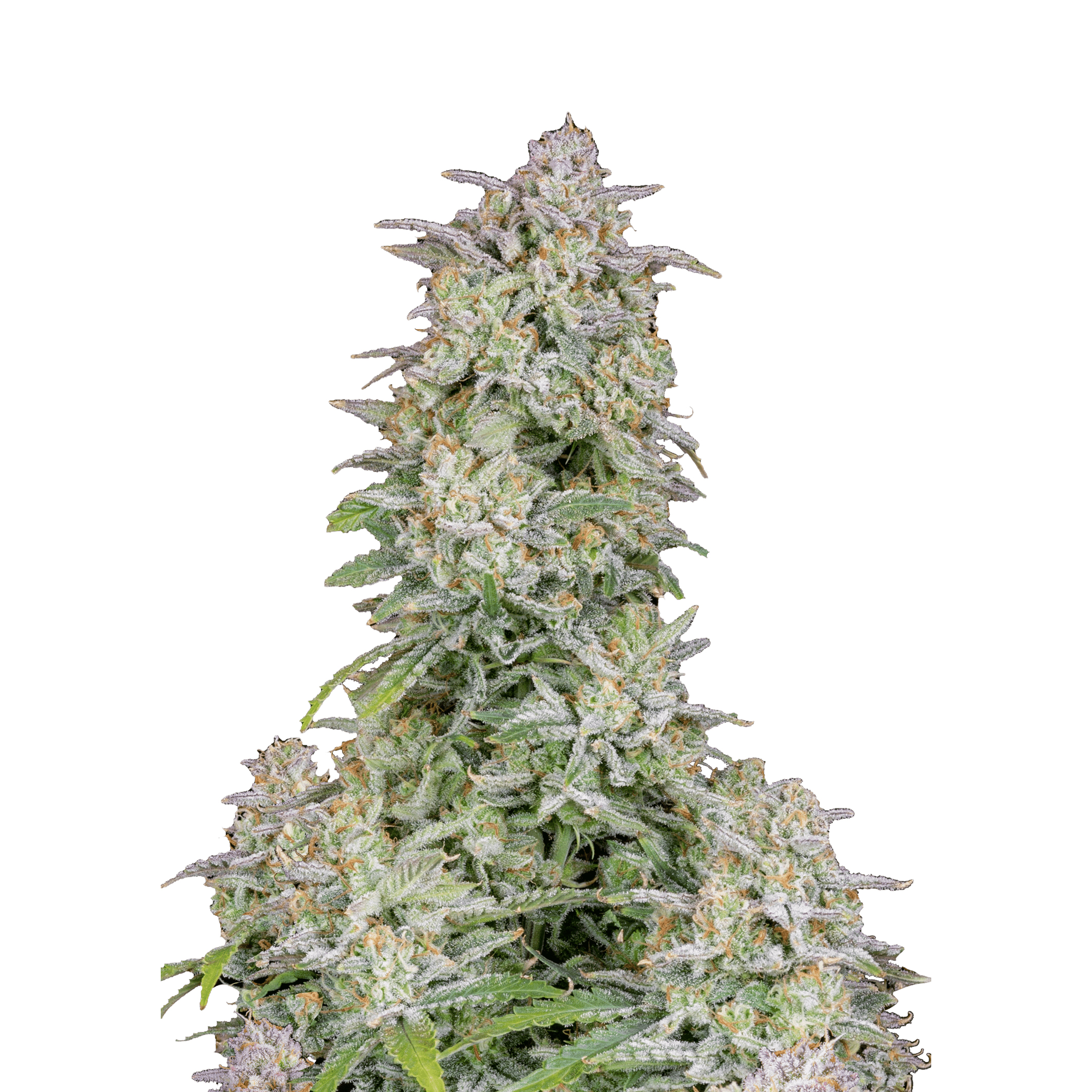 FORBIDDEN RUNTZ AUTO – Fast Buds - immagine 2