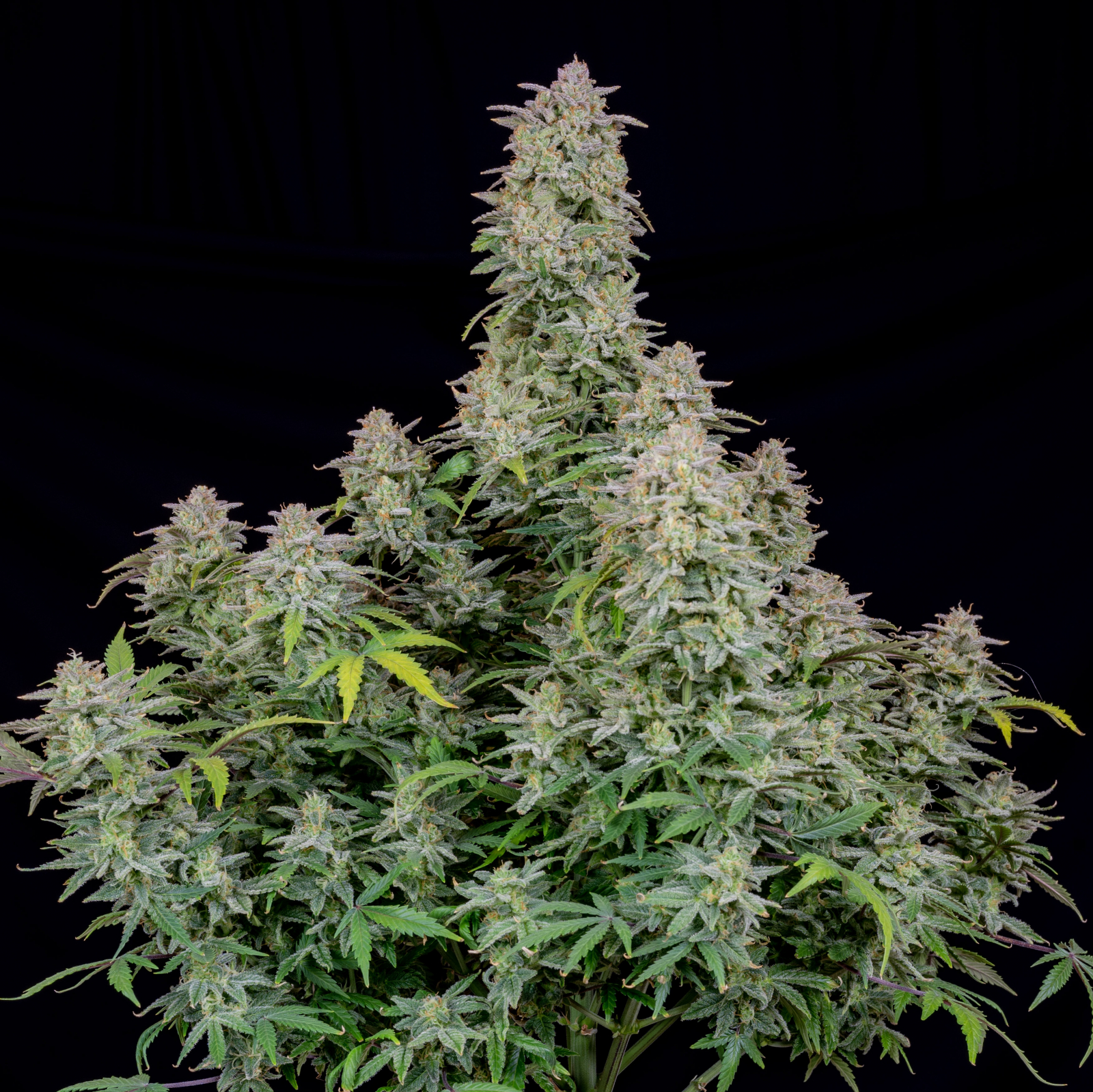FORBIDDEN RUNTZ AUTO – Fast Buds - immagine 3