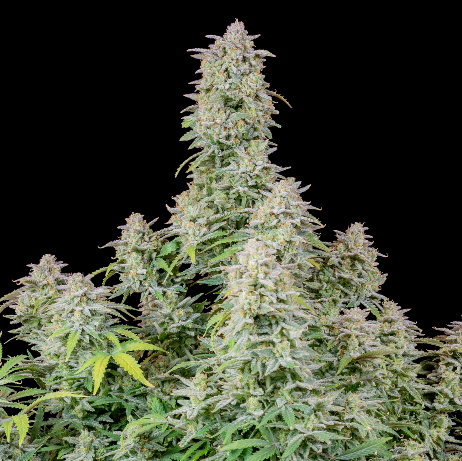 FORBIDDEN RUNTZ AUTO – Fast Buds - immagine 4