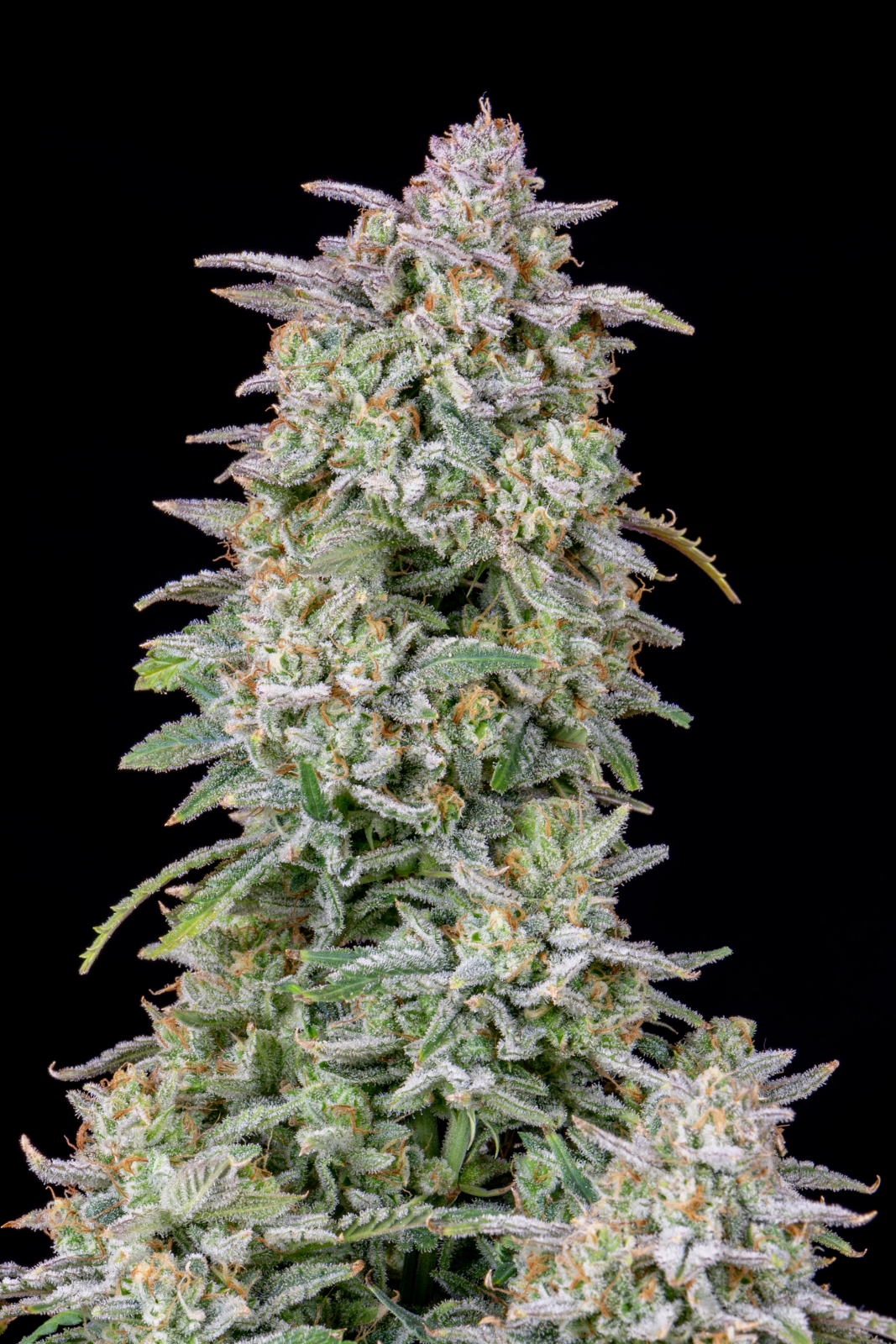 FORBIDDEN RUNTZ AUTO – Fast Buds - immagine 6
