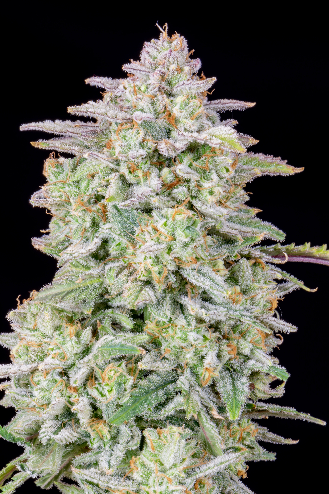 FORBIDDEN RUNTZ AUTO – Fast Buds - immagine 7
