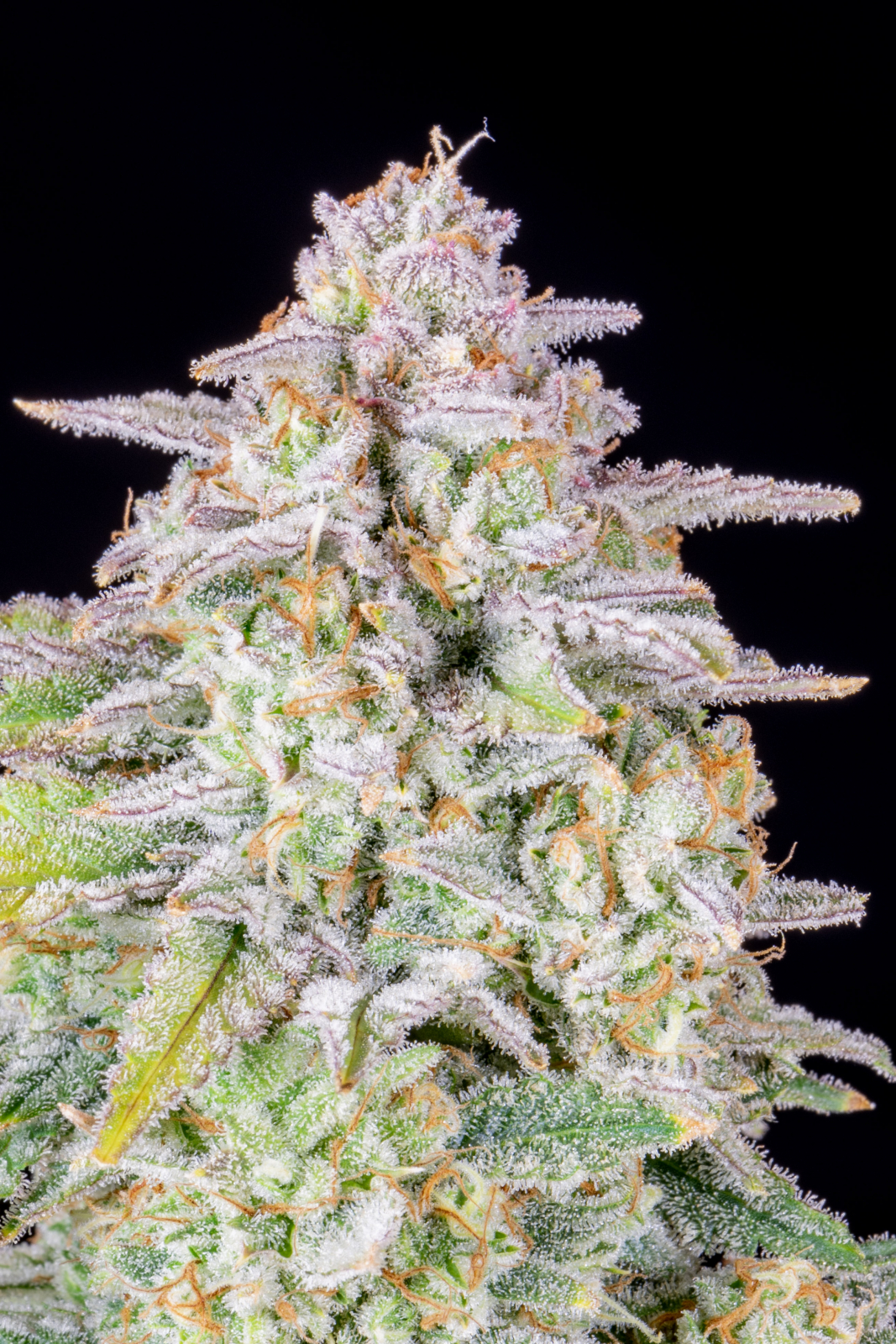FORBIDDEN RUNTZ AUTO – Fast Buds - immagine 9