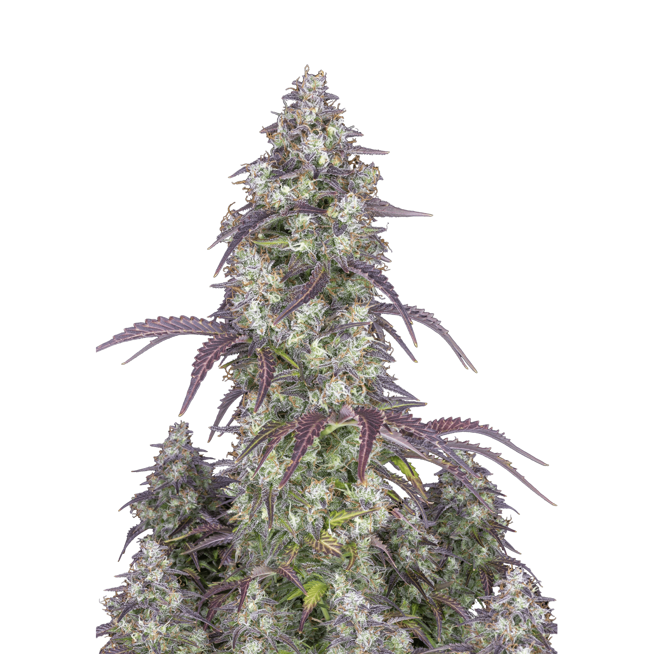 LEMON PIE AUTO – Fast Buds - immagine 2