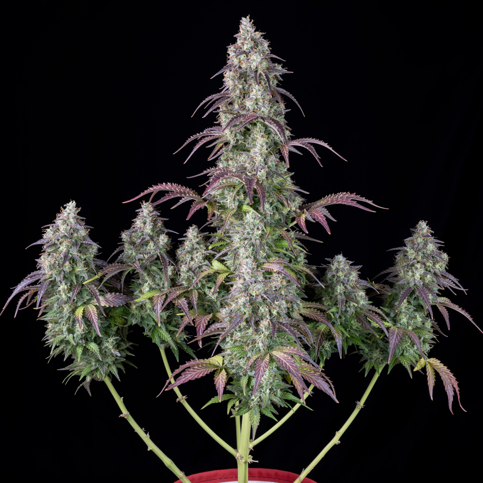 LEMON PIE AUTO – Fast Buds - immagine 3