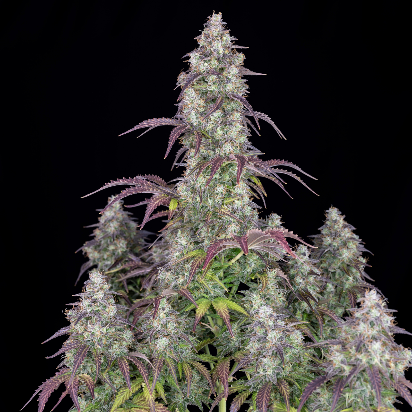 LEMON PIE AUTO – Fast Buds - immagine 4
