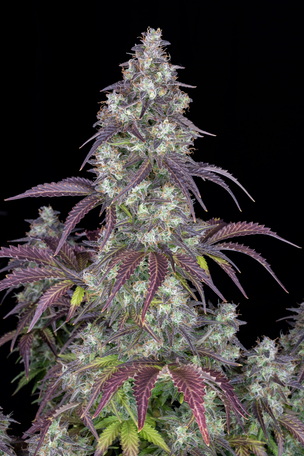 LEMON PIE AUTO – Fast Buds - immagine 5