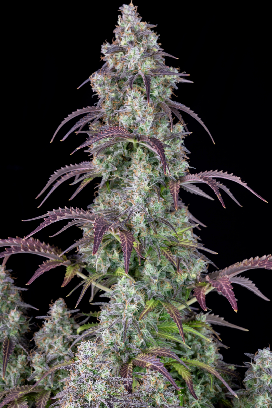 LEMON PIE AUTO – Fast Buds - immagine 6
