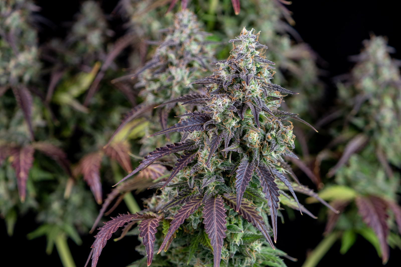 LEMON PIE AUTO – Fast Buds - immagine 7