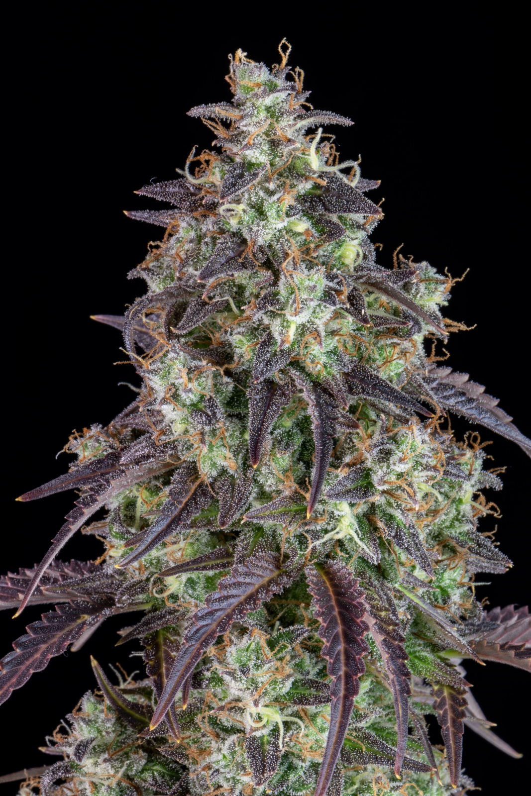 LEMON PIE AUTO – Fast Buds - immagine 8