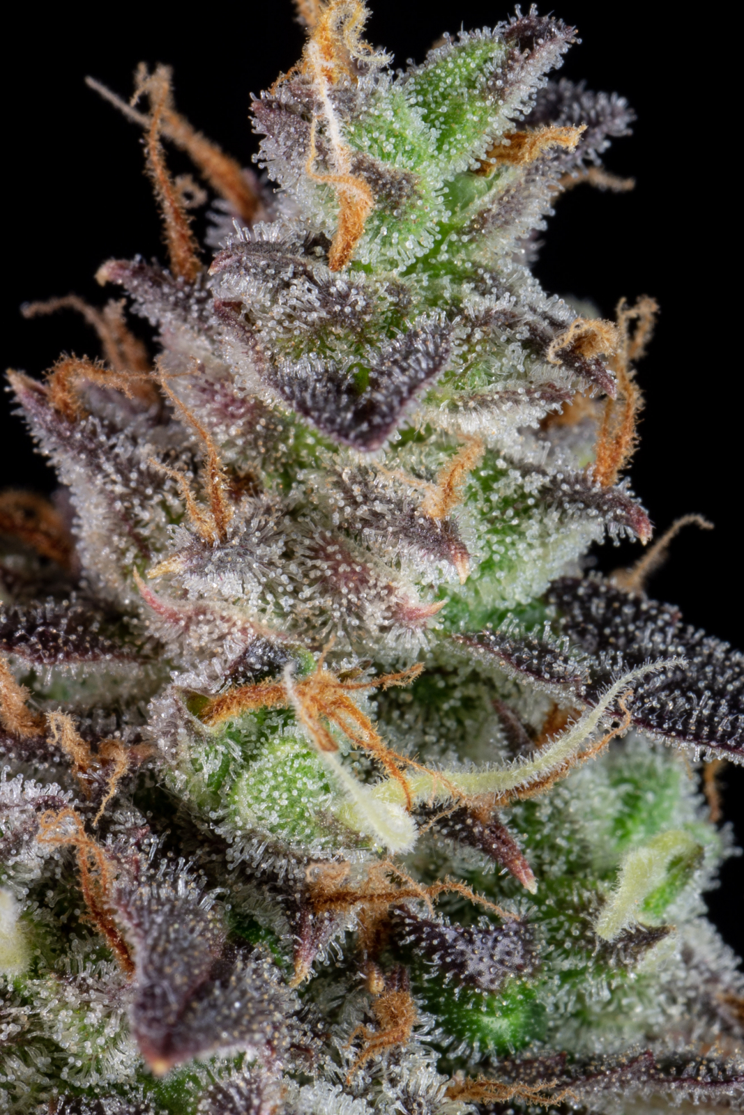 LEMON PIE AUTO – Fast Buds - immagine 9