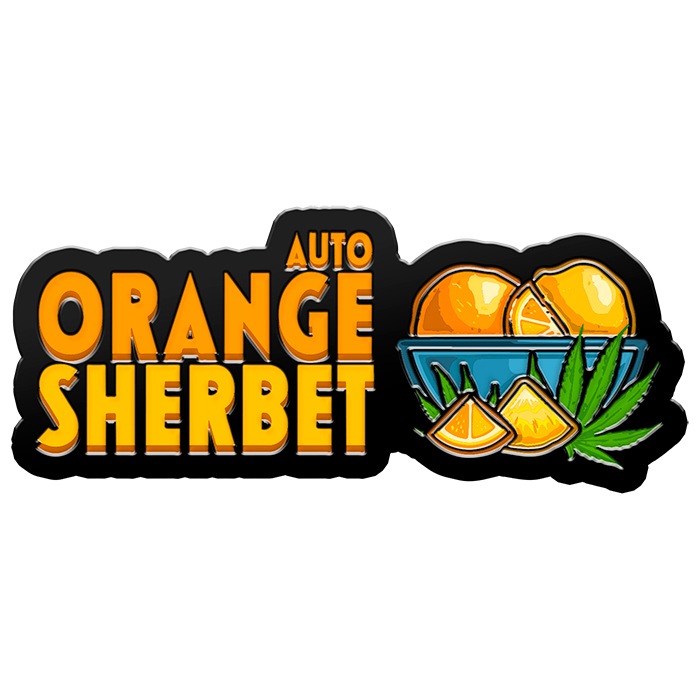 ORANGE SHERBET AUTO – Fast Buds
