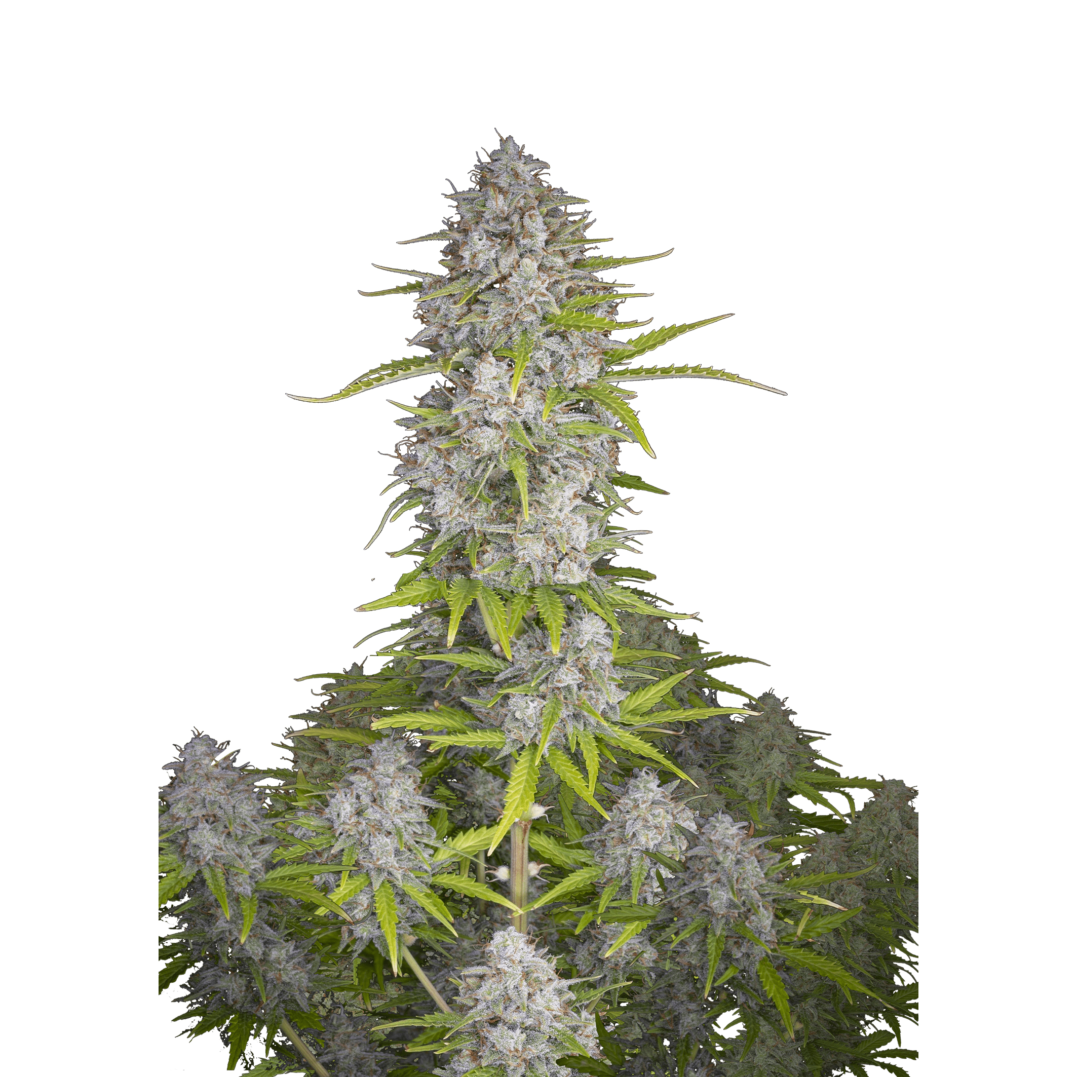 ORANGE SHERBET AUTO – Fast Buds - immagine 2