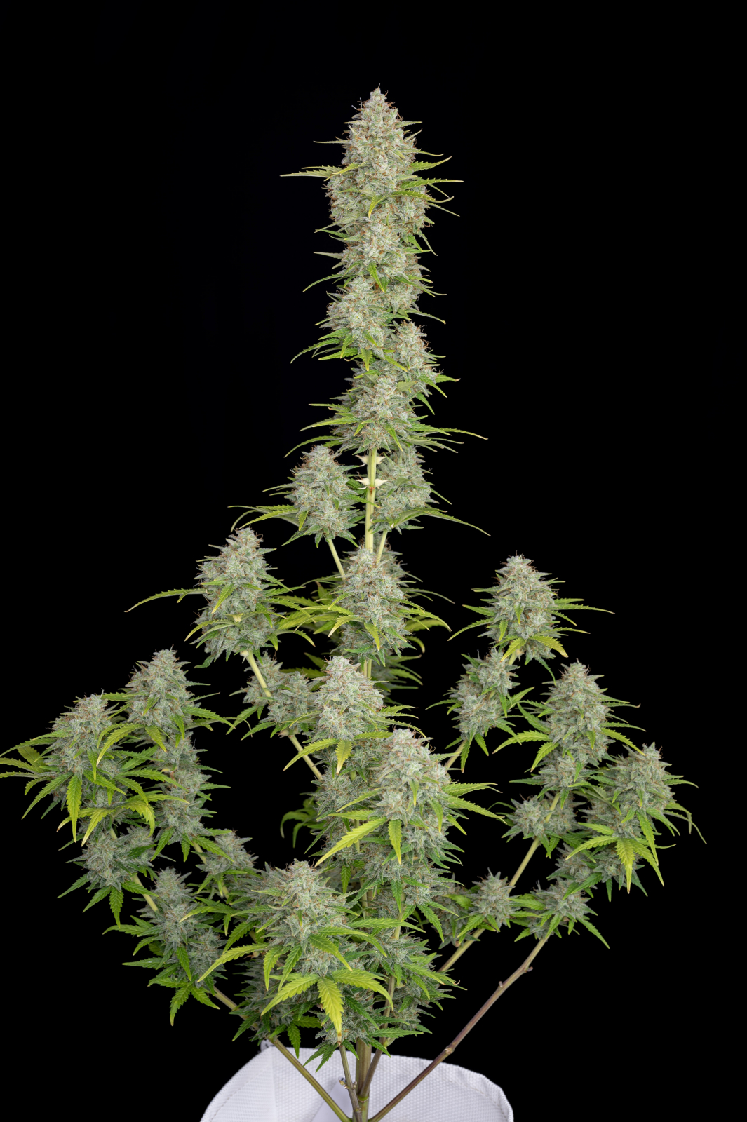 ORANGE SHERBET AUTO – Fast Buds - immagine 3