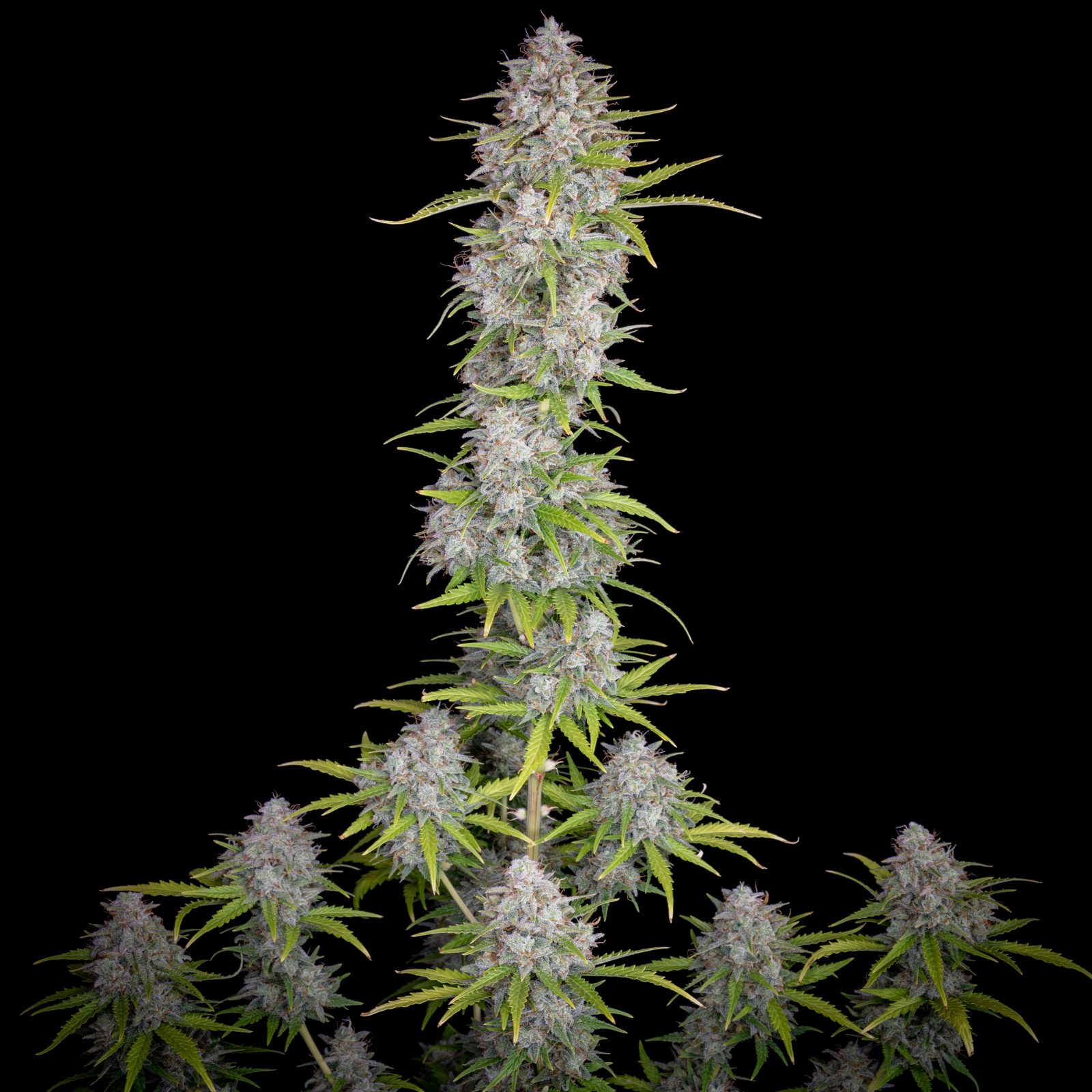 ORANGE SHERBET AUTO – Fast Buds - immagine 4