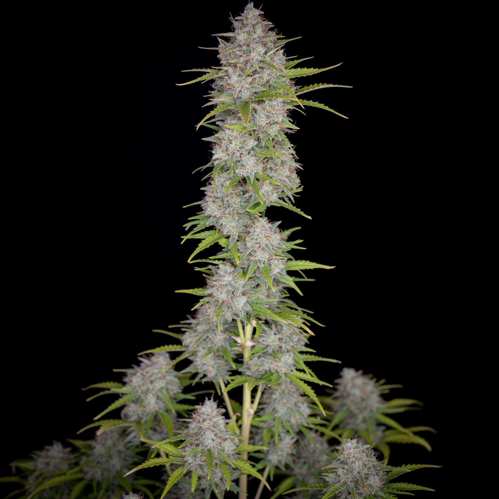 ORANGE SHERBET AUTO – Fast Buds - immagine 5