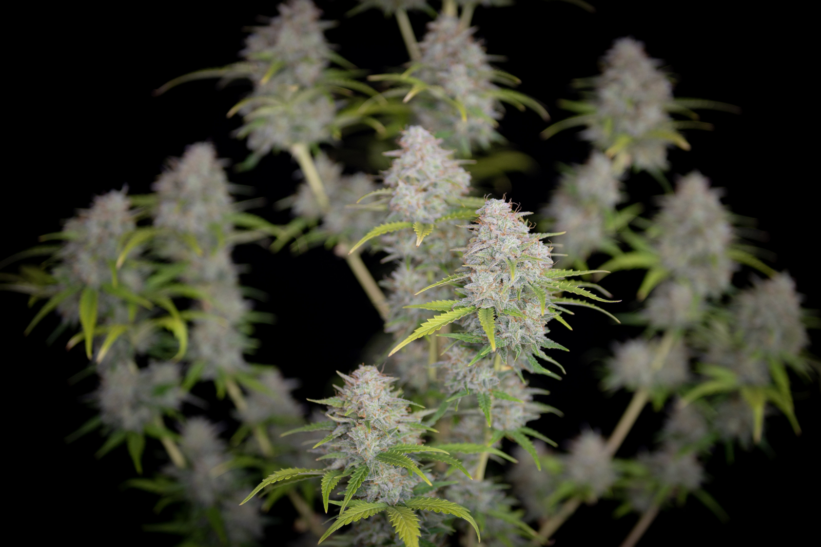 ORANGE SHERBET AUTO – Fast Buds - immagine 6