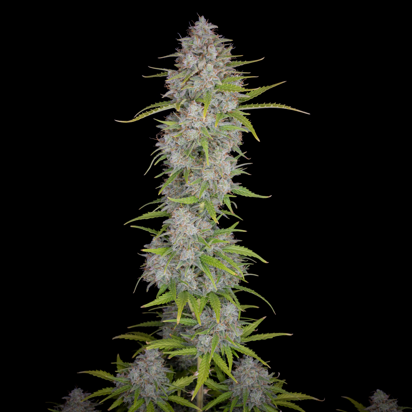 ORANGE SHERBET AUTO – Fast Buds - immagine 7