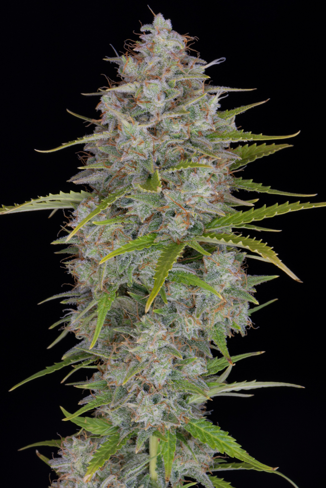 ORANGE SHERBET AUTO – Fast Buds - immagine 8
