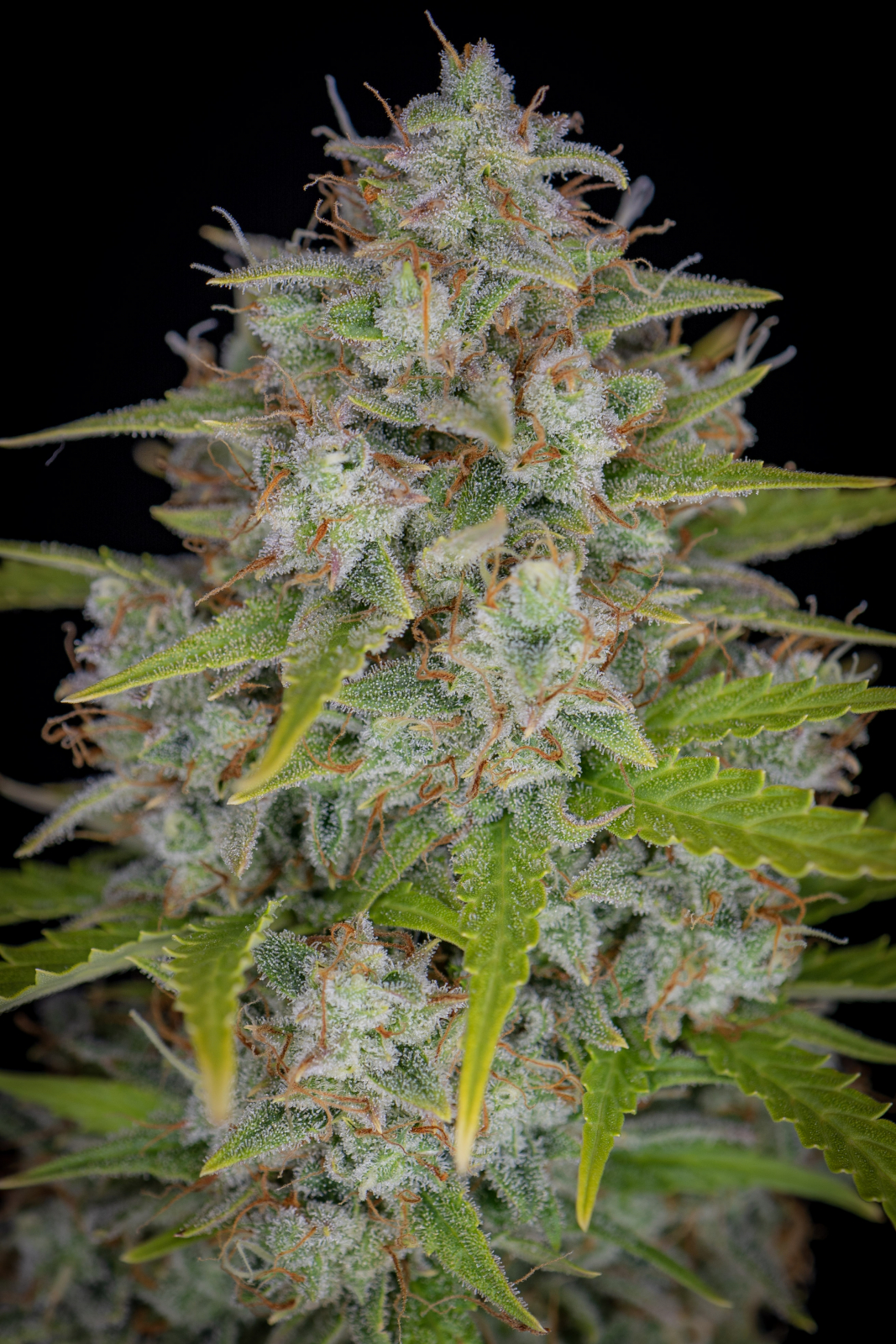 ORANGE SHERBET AUTO – Fast Buds - immagine 9