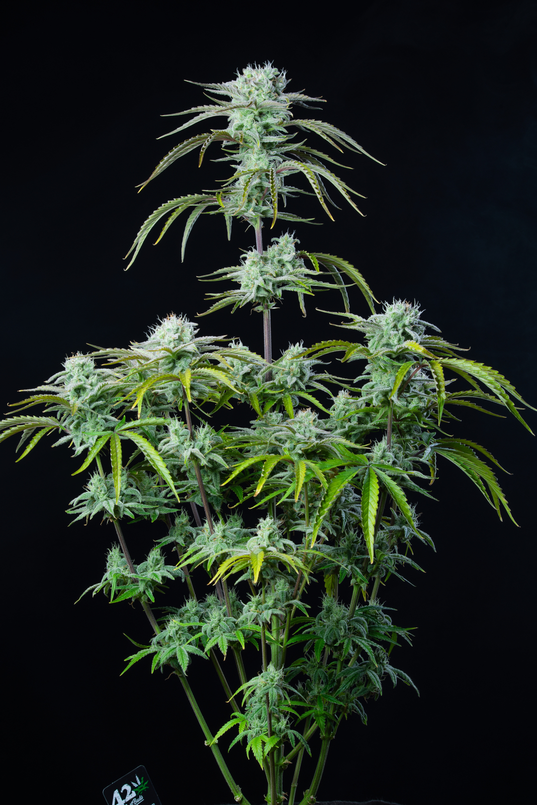 STRAWBERRY BANANA AUTO – Fast Buds - immagine 3