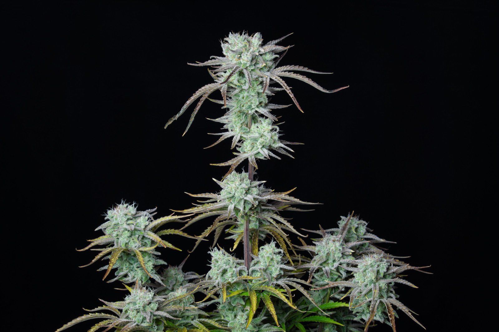 STRAWBERRY BANANA AUTO – Fast Buds - immagine 4
