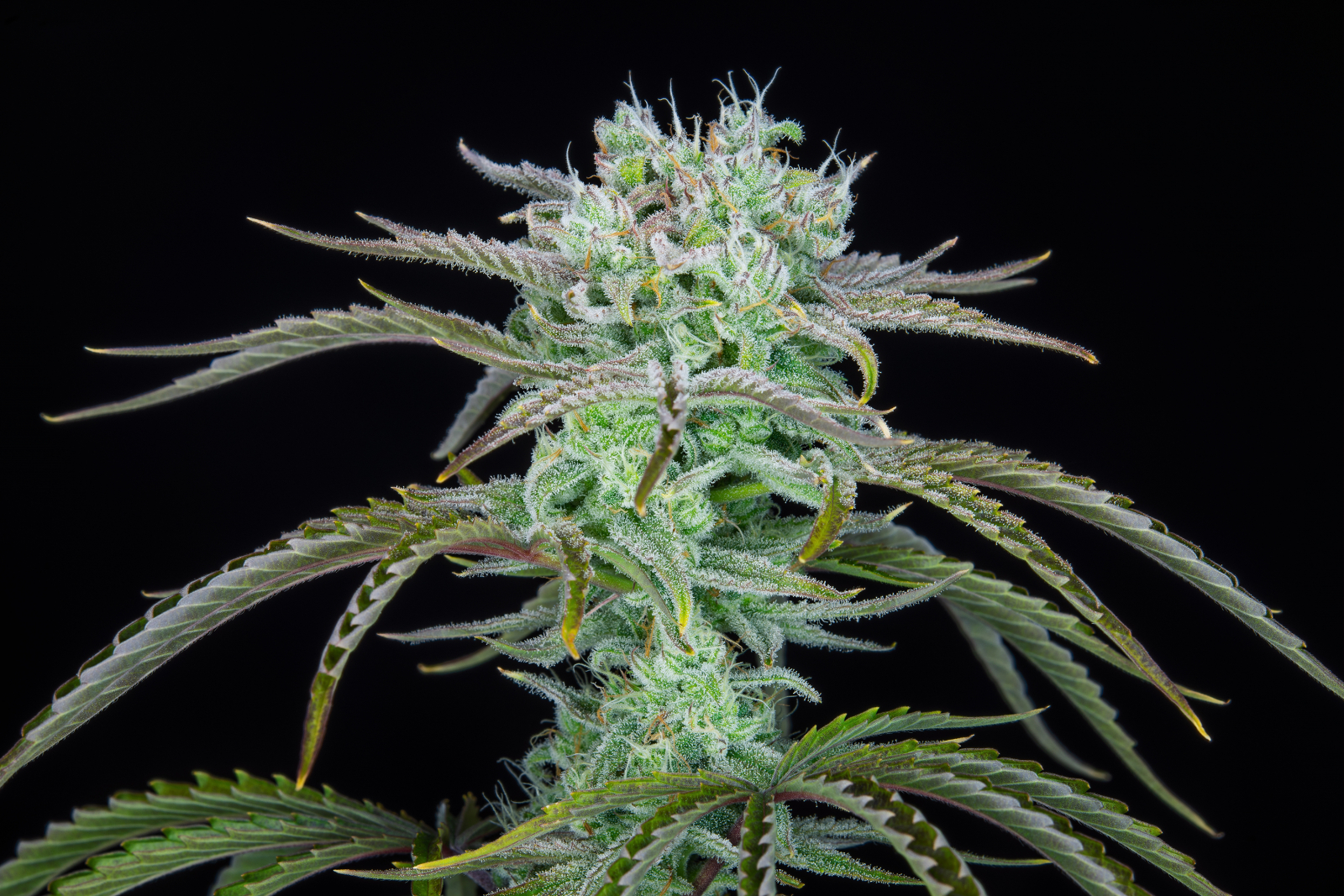 STRAWBERRY BANANA AUTO – Fast Buds - immagine 5