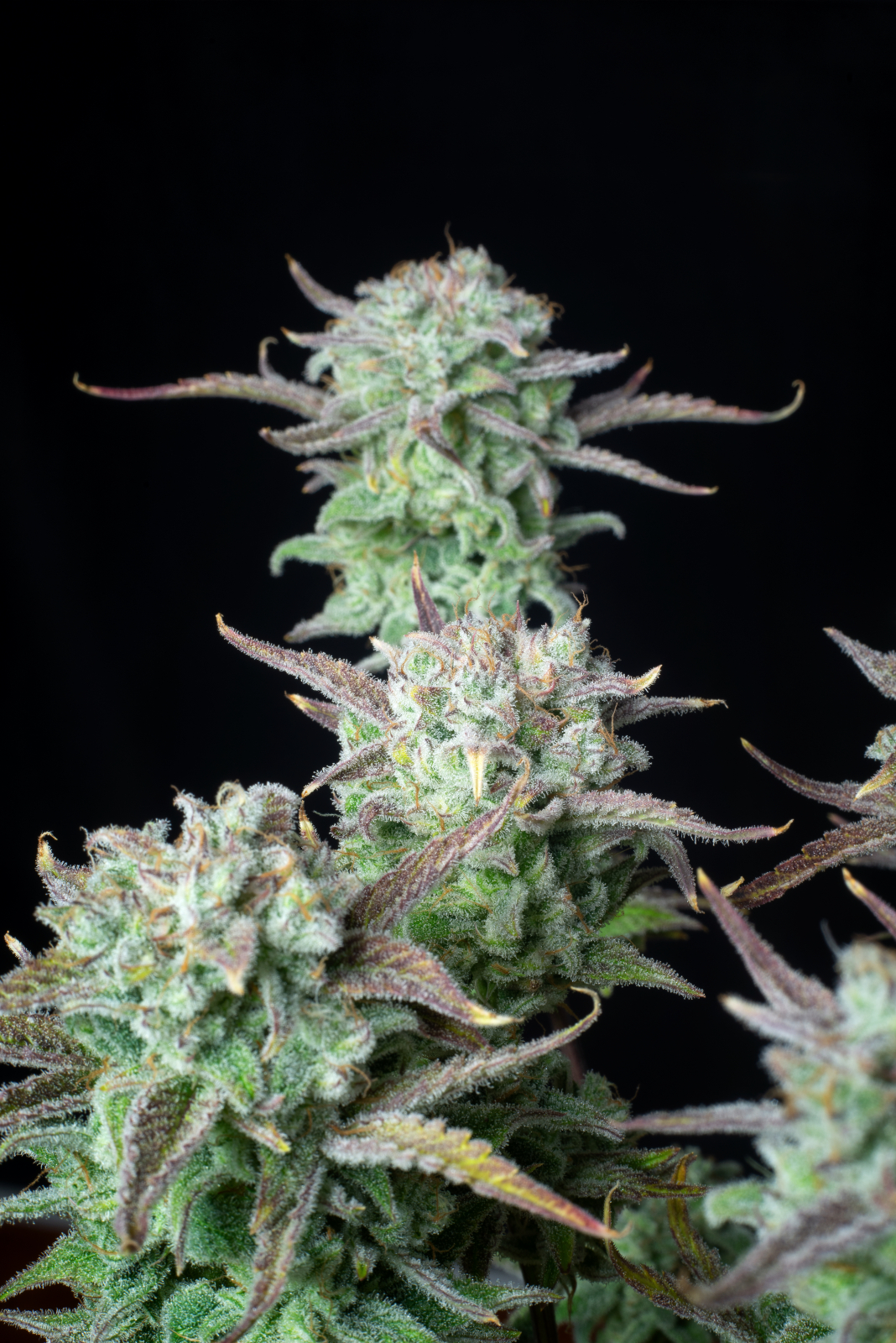 STRAWBERRY BANANA AUTO – Fast Buds - immagine 6