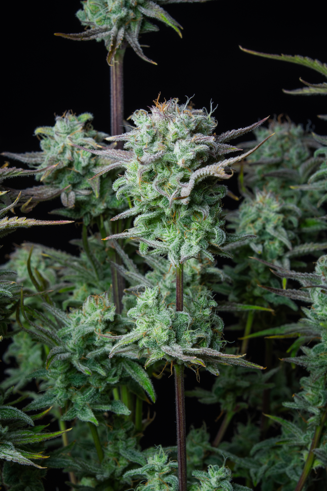 STRAWBERRY BANANA AUTO – Fast Buds - immagine 7