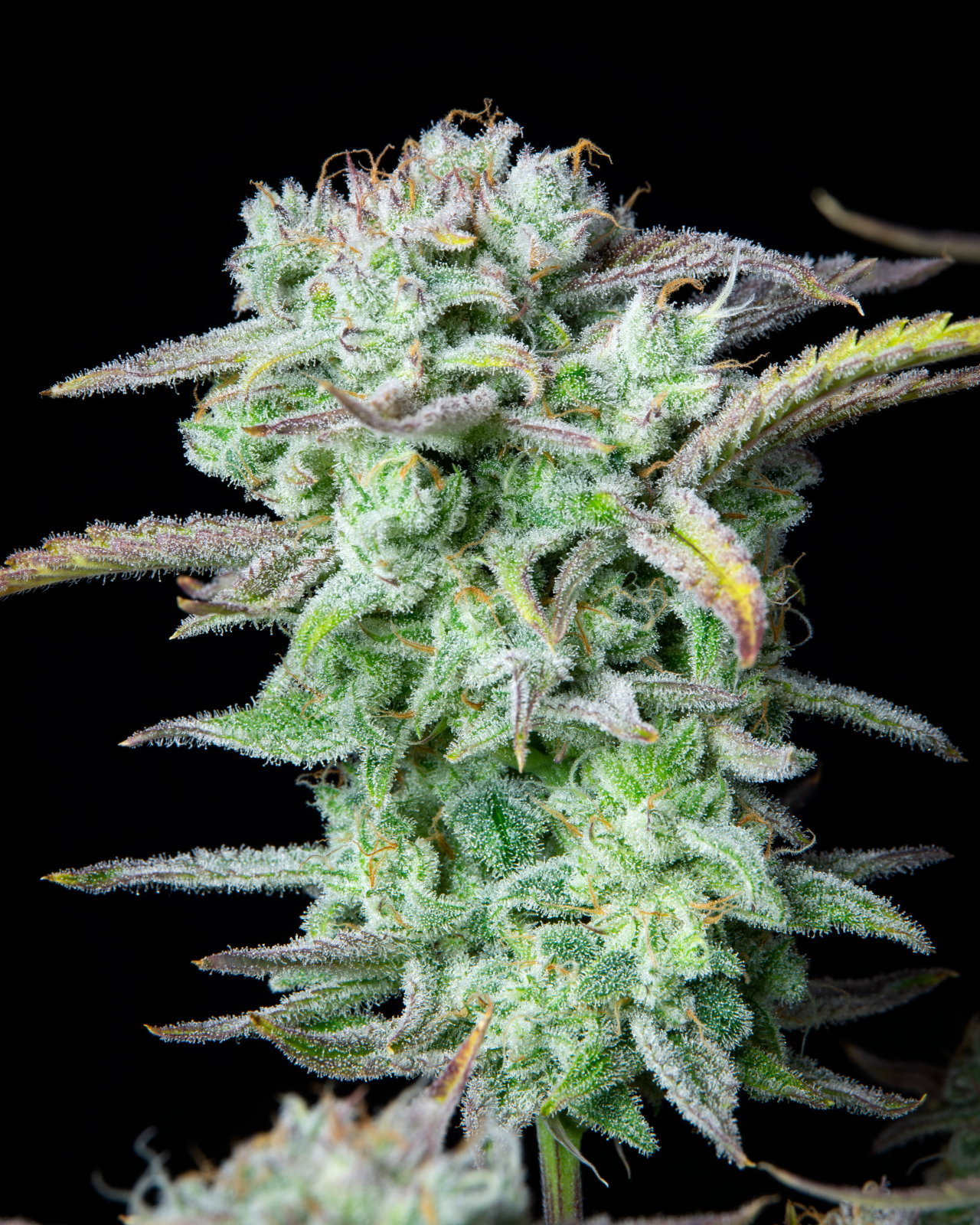 STRAWBERRY BANANA AUTO – Fast Buds - immagine 8