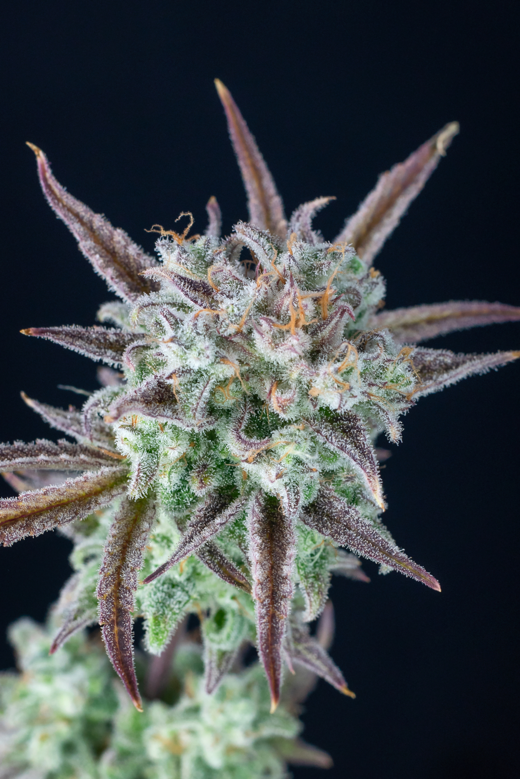 STRAWBERRY BANANA AUTO – Fast Buds - immagine 9