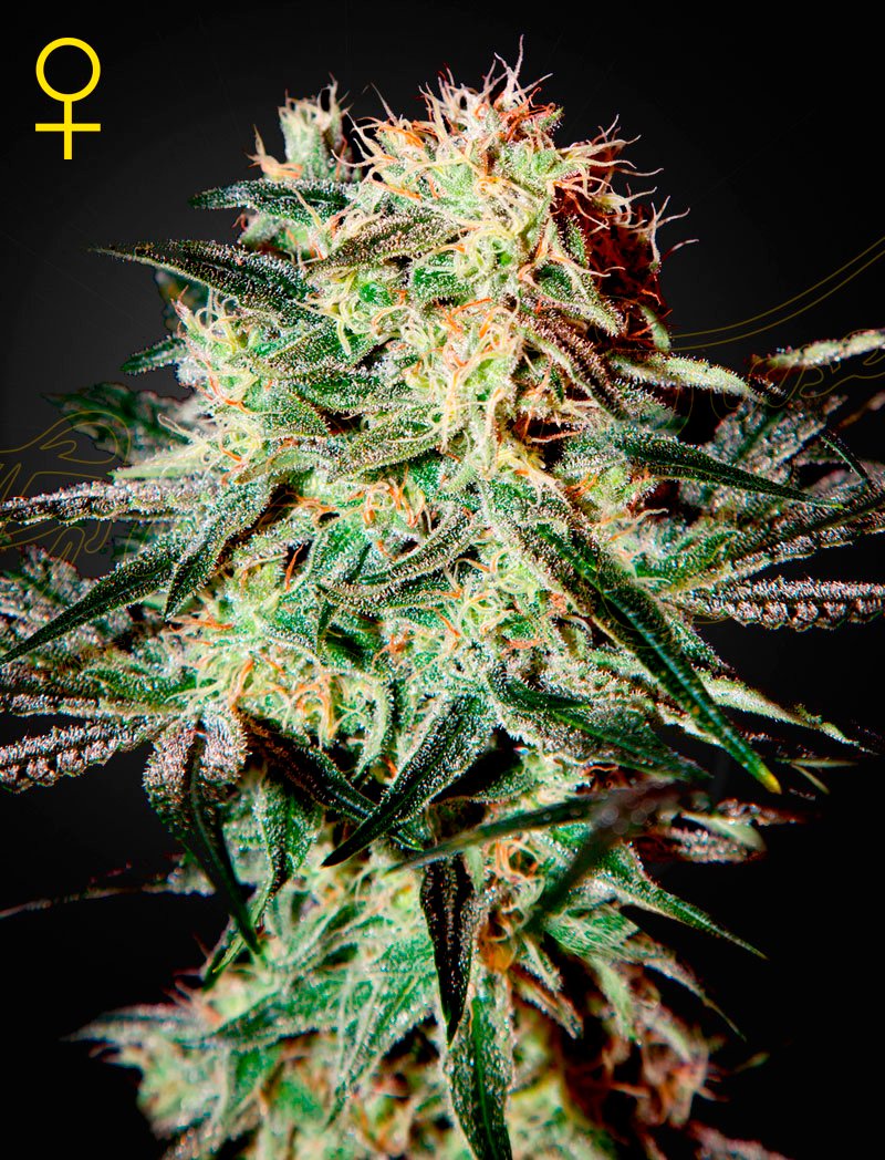 ARJAN’S STRAWBERRY HAZE FEM – Green House Seed Company - immagine 2