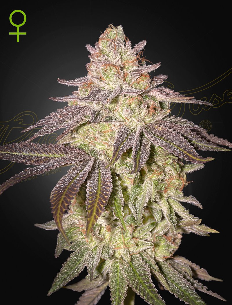 BLACK TOFFEE AUTO – Green House Seed Company - immagine 2