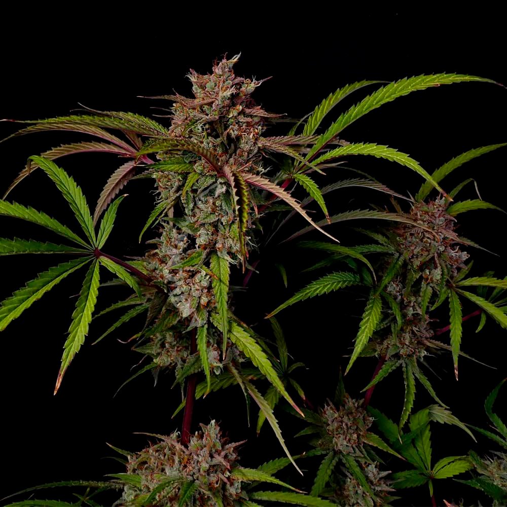 CREME DE LA COMPTON F3 (AUTO / 3 SEMI) – Night Owl Seeds - immagine 2