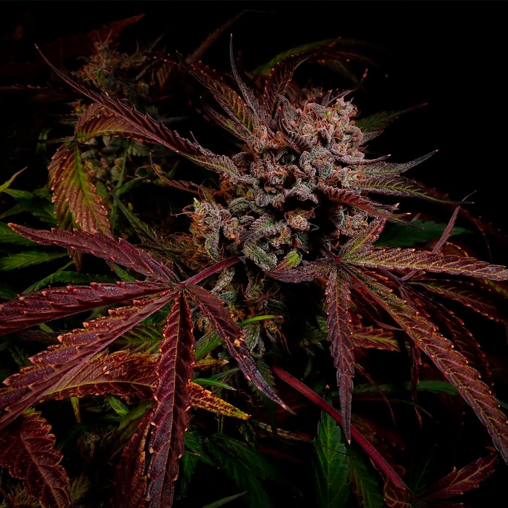 CREME DE LA COMPTON F3 (AUTO / 3 SEMI) – Night Owl Seeds - immagine 3