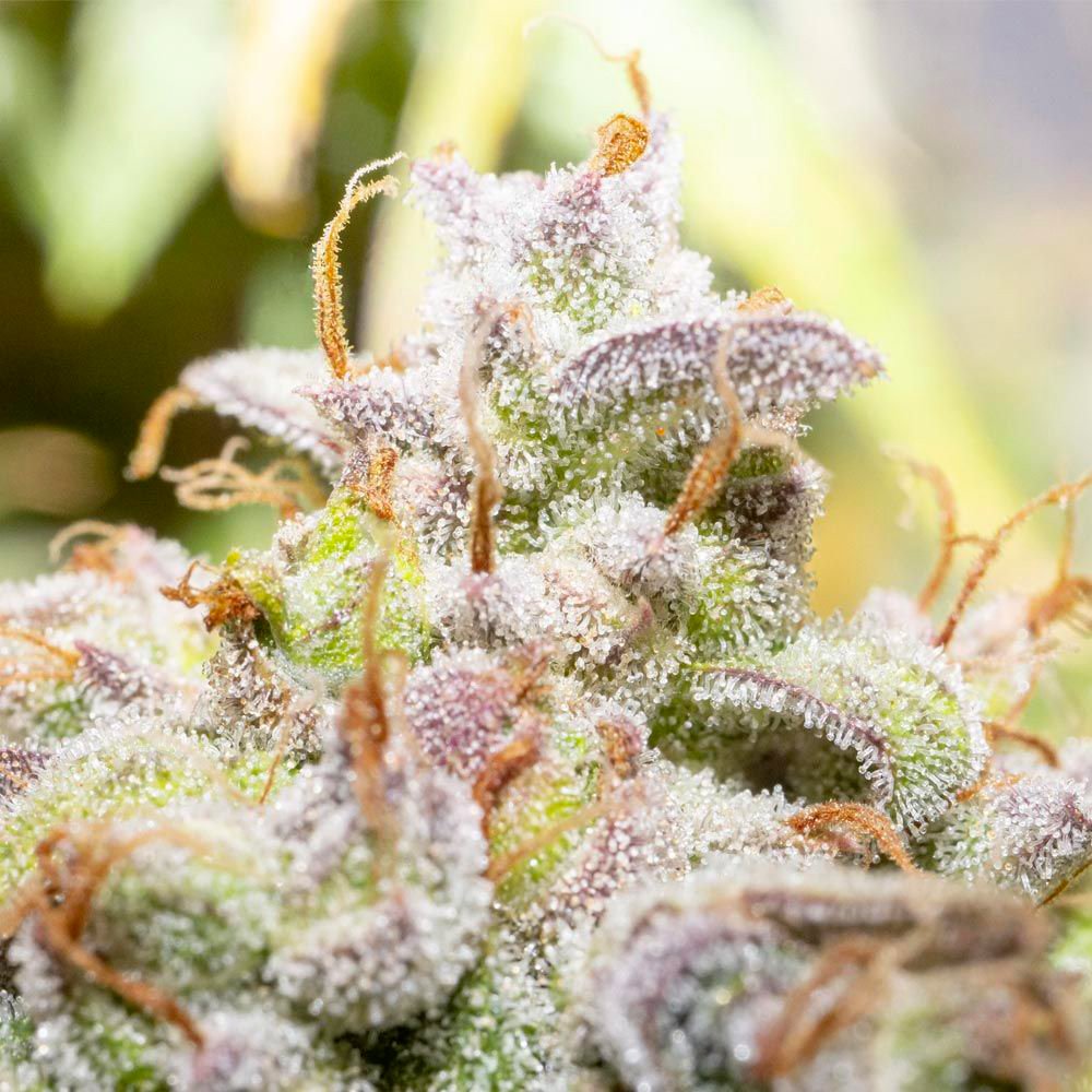 CREME DE LA COMPTON F3 (AUTO / 3 SEMI) – Night Owl Seeds - immagine 4