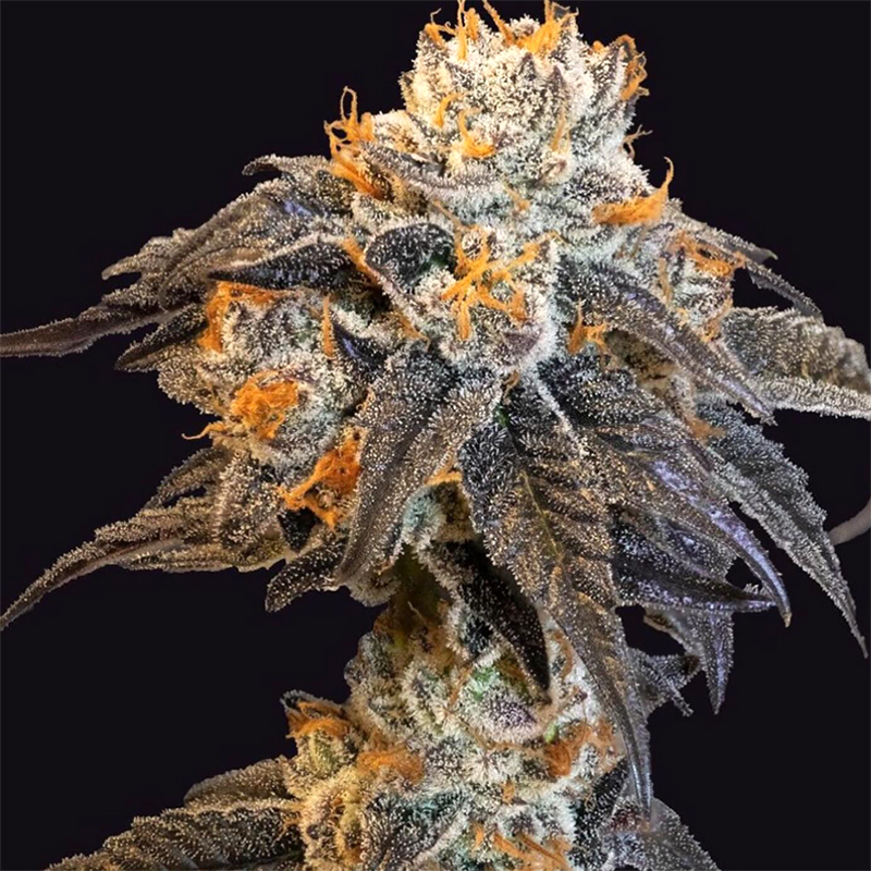 FORBIDDEN BLUEPRINT (FEM / 3 SEMI) – Purple City Genetics - immagine 3