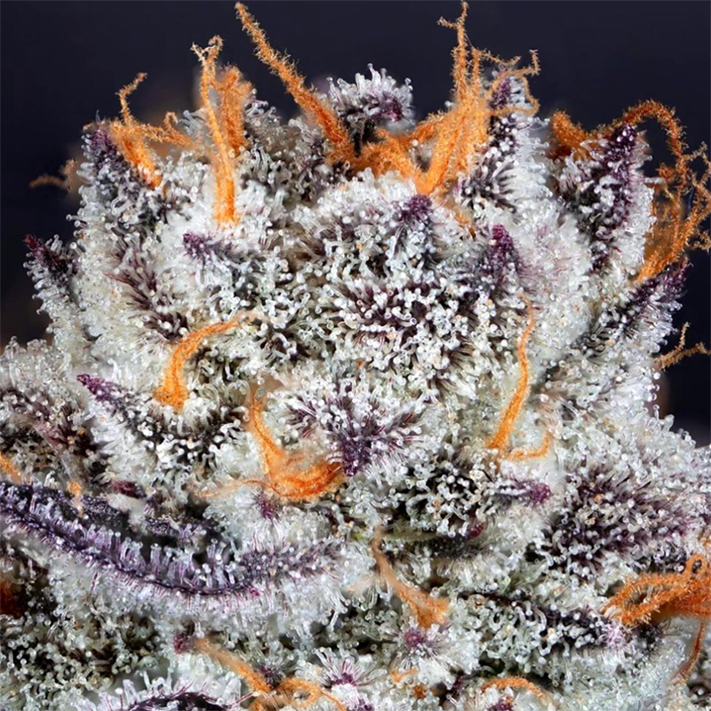 FORBIDDEN BLUEPRINT (FEM / 3 SEMI) – Purple City Genetics - immagine 4